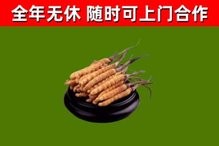 藁城区烟酒回收冬虫夏草.jpg